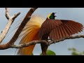 Greater Bird-of-Paradise (Paradisaea apoda)
