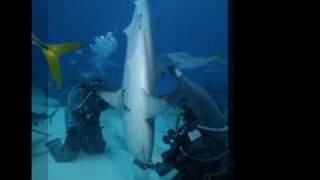 preview picture of video 'Shark Diving Feeder Course with Cristina Zenato/Unexso Freeport, Bahamas.'