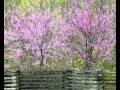 SAMUEL BARBER - Adagio for Strings, Op. 11 ...