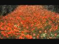Жанна Дарк. Мельница. Воин вереска. (jannadark.ru) 
