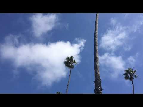 Dartell Stomp - The Dartells (Unofficial Music Video)