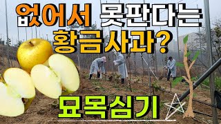 시나노골드 황금사과 묘목으로 심기 심는요령은?