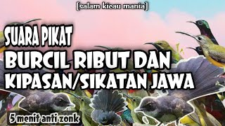 Download lagu Suara Pikat Burung Kipasan/Sikatan Paling Ampuh Kombinasi Burcil Ribut || Pikat Anti Zonk mp3