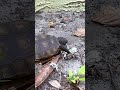 Playing Catch With A Gopher Tortoise