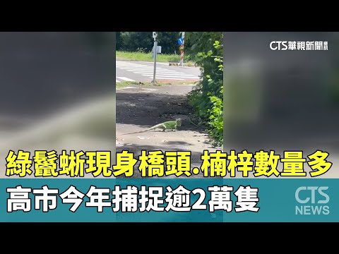 綠鬣蜥現身橋頭.楠梓數量多！　高市今年捕捉逾2萬隻