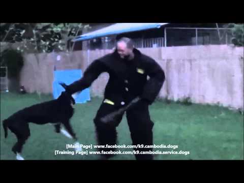 Tyson, K9 Cambodia's Alpha Great Dane Bite Training  for  Level 2 Personal  Bodyguard Protection