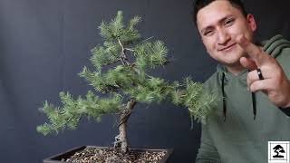 Download Lagu Spruce Pine Bonsai Thumbnail