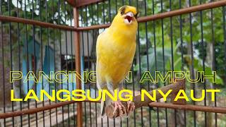 Download lagu Pancingan Ampuh untuk Kenari Muda Agar Cepat Gacor Cocok untuk Terapi Kenari Macet Bunyi !! mp3