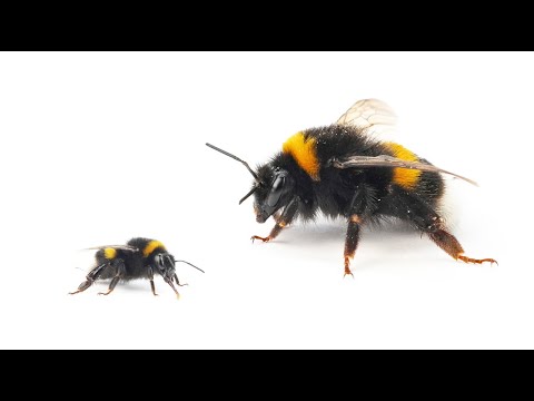 Die Hummeln (Bombus spp.)