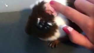 What do to when a guinea pig gets ring worm.