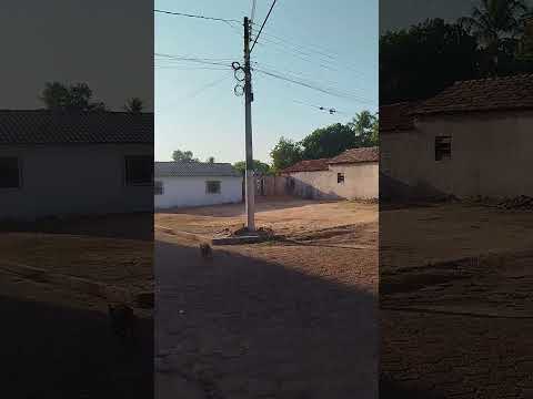 Pitocos soltos na rua de Conceição do Araguaia