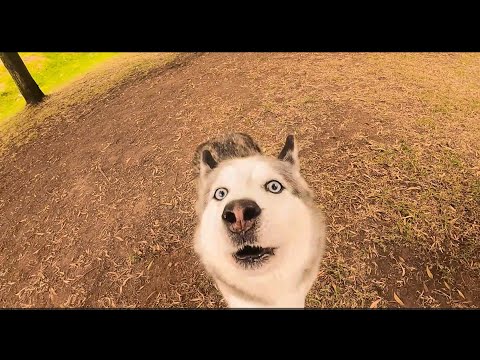 Perro Loko - Acid33 (Video Oficial)