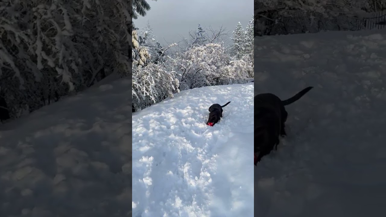 Enlarge Bunny- Perfect Girl, a ADOPTABLE Black Labrador Retriever in Grass Valley, CA video 5/6