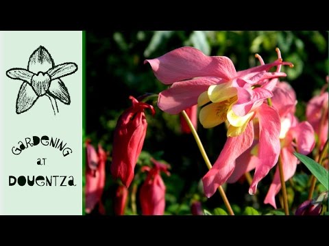 download lagu mp3 mp4 Rhododendron Virginia Richards, download lagu Rhododendron Virginia Richards gratis, unduh video klip Rhododendron Virginia Richards