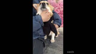 Video preview image #1 Shiba Inu-Unknown Mix Puppy For Sale in Seattle, WA, USA