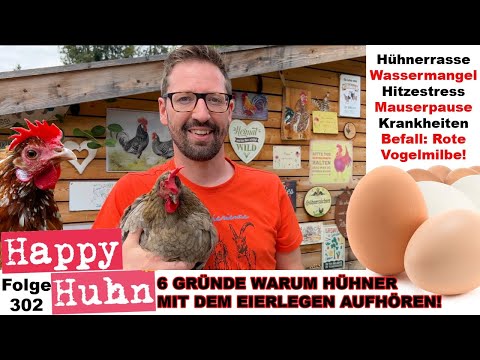 , title : '6 Ursachen wenn Hühner keine Eier mehr legen! + Einblicke in die Bienenzucht/Abfeger HAPPY HUHN E302'