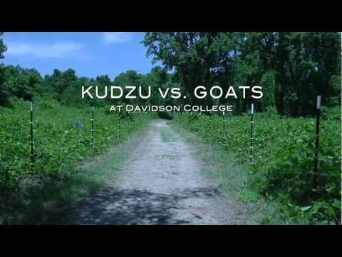 Kudzu? No Problem! We're bringing in the goats!