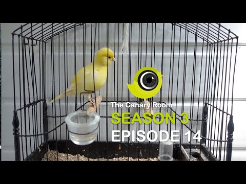 The Canary room Season 3 - Episode 14 - The Border Canary