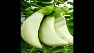 Download lagu Turi-turi Putih (Sunan Giri) mp3 Download lagu Turi-turi Putih (Sunan Giri) mp3