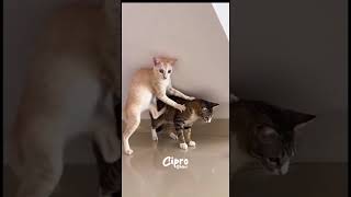 Vaya susto #viralvideo