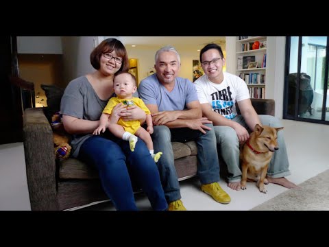 Cesar 911: Special 0x4 | Singapore's Canine Prisoner