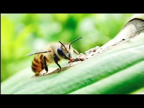 Mi K30 Pro Camera Telephoto Macro Lens 🐝