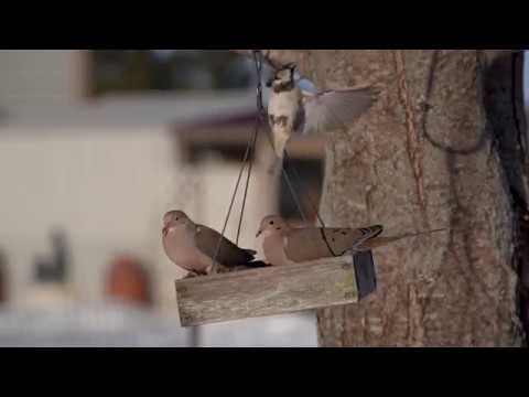 Mourning Doves at Feeder (slow motion)