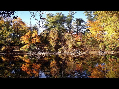 Johnny Rivers -Tall Oak Tree ,  Music Video