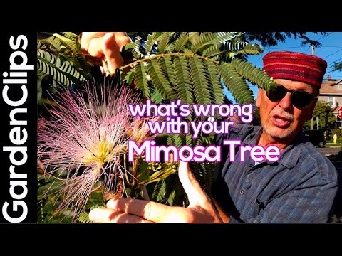 , title : 'Mimosa Tree - Albizia julibrissin What's wrong w a nitrogen fixing tropical looking flowering tree?'