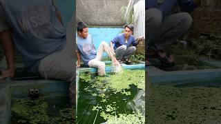 DIVING IN AND FEEDING TERRIFYING PREDATOR FISH IN THE POND