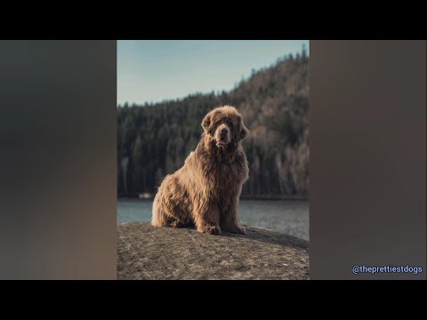 Newfoundland Dogs being the funniest and cutest dogs for 5 minutes straight