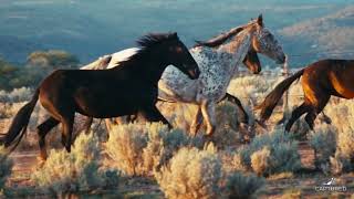 Susan Boyle   Wild Horses Daxson Bootleg