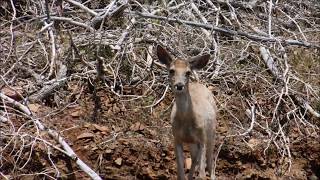 preview picture of video 'fishing lake McClure on memorial day weekend, super close to a buck'