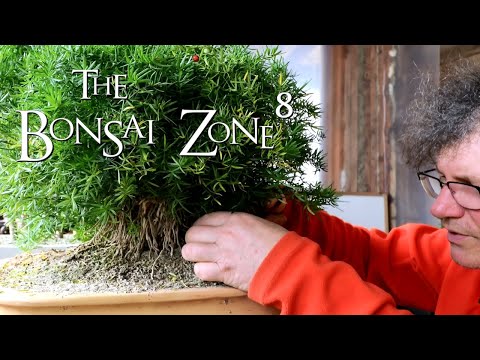 , title : 'My Asparagus Fern, Shelving and 3D Printing, The Bonsai Zone, Jan 2021