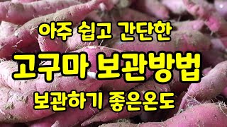 [고구마 장기저장] 고구마 보관방법 2가지 보관 적정온도