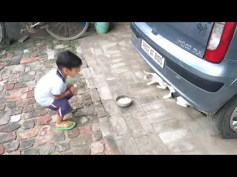 Cats vdeio #AmmyShahura