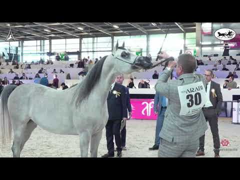 N 30 ESOLA   World Arabian Horse Championship 2021   PARIS   Junior Fillies Class 2A