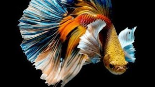 Is Your Betta Fish Laying On Its Side? | #shorts