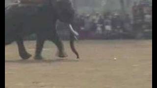 preview picture of video 'Elephant Polo WEPA 2006'