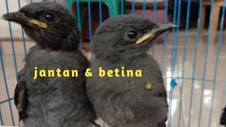 Download lagu PERBEDAAN SRIGUNTING ABU ABU JANTAN & BETINA mp3 Download lagu PERBEDAAN SRIGUNTING ABU ABU JANTAN & BETINA mp3