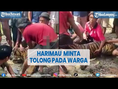 Harimau Sumatera Minta Tolong ke Warga, Tak Menyerang Saat Didekati @TRIBUNLAMPUNGNEWSVIDEO