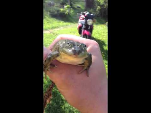 veekonn Rana esculenta