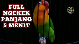 Download lagu PANCINGAN SUARA BURUNG LOVEBIRD NGEKEK PANJANG FULL 5 MENIT mp3 Download lagu PANCINGAN SUARA BURUNG LOVEBIRD NGEKEK PANJANG FULL 5 MENIT mp3