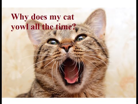 Ask Amy: Why Does My Cat Yowl Constantly?