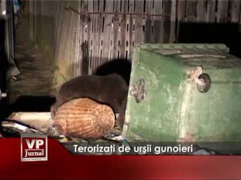 Terorizaţi de urşii gunoieri