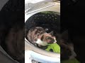 Washing Machine Cat