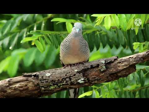 Relaxing music, Flowers music, guitar music, sle, piano music, morning music, kathia relaxing music