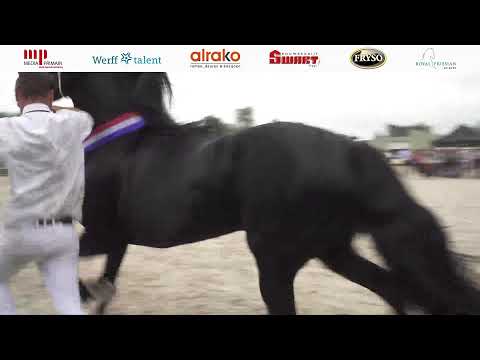 Fokvereniging ‘het Friese Paard’ Wolvega en omstreken | 19 Augustus 2023