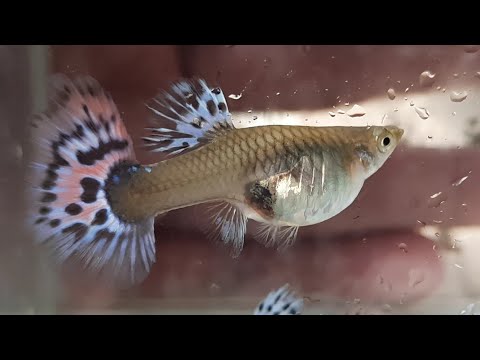 4 Accurate Signs Your Female Guppy is About to Give Birth(Step by step with Sample) 99% working.