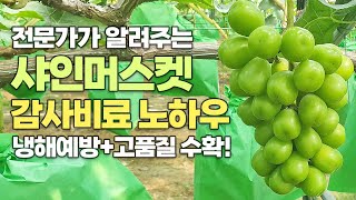 31년차 포도 농사 달인의 샤인머스켓 고품질 재배 비결! 감사비료 뿌리발근제 사용법